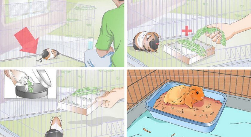 Приучение морской свинки к туалету