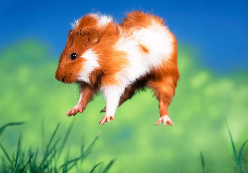 Попкорнинг у морской свинки