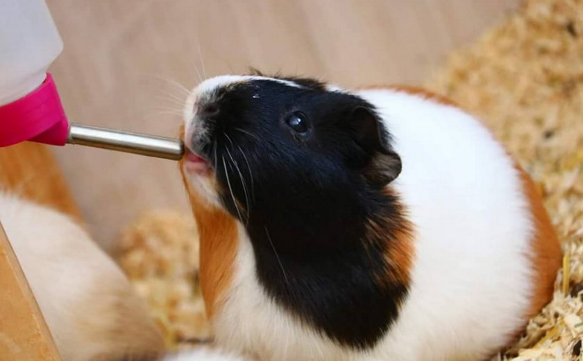 Поилка для морской свинки
