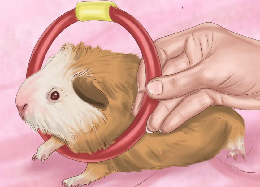 Дрессировка морской свинки