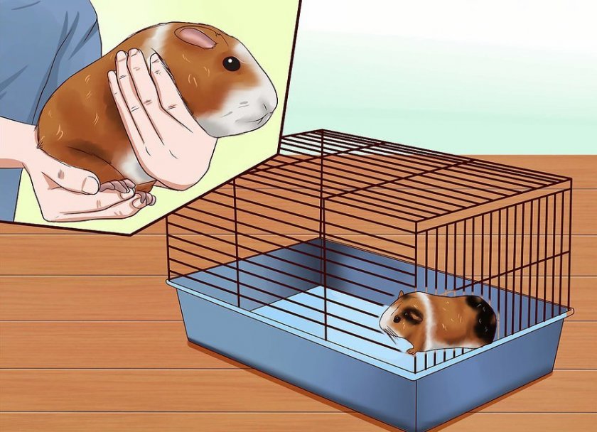 Причины радости морской свинки