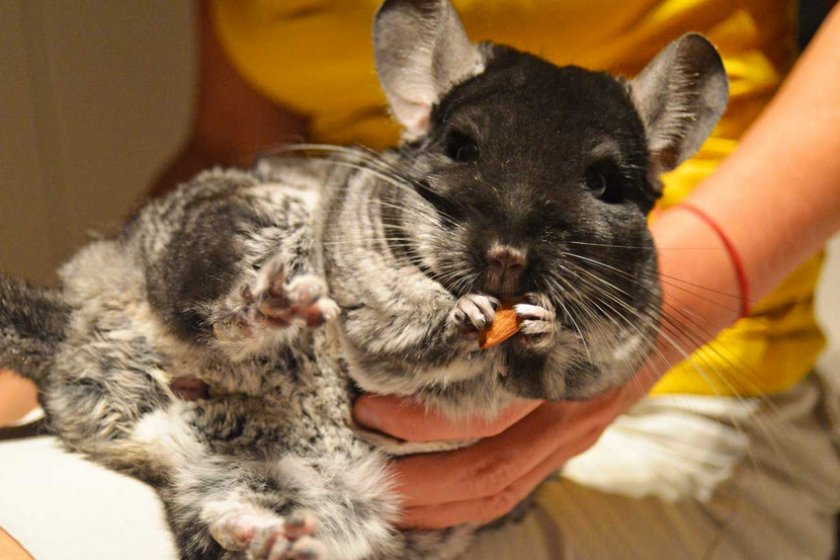 Питание шиншиллы