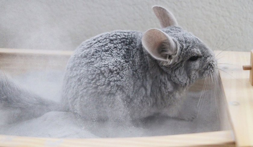 Шиншилла в ванне с песком