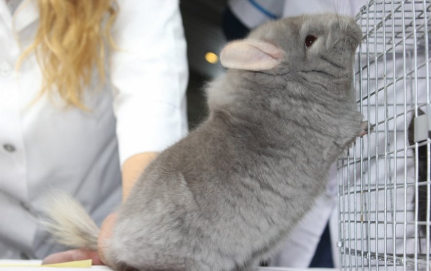 Стресс у шиншиллы