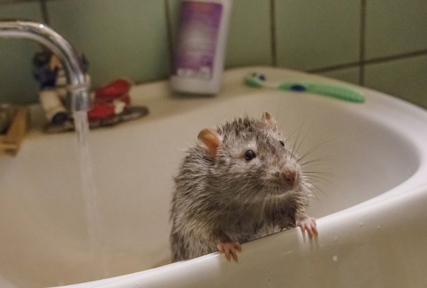 Купание крысы Купание крысы