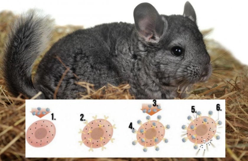 Действие аллергена