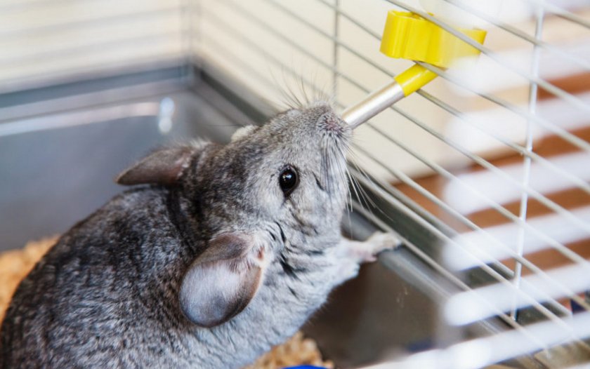 Шиншилла принимает медикаменты Шиншилла принимает медикаменты