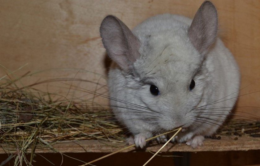 Питание шиншиллы при поносе