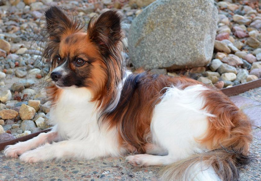 Папийон Папийон