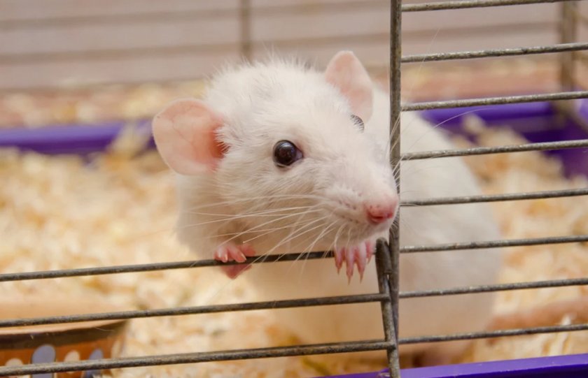 Крыса в клетке Крыса в клетке