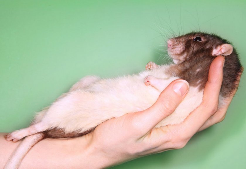 Крыса на руках Крыса на руках