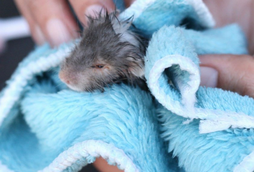 Обтирание крысы полотенцем