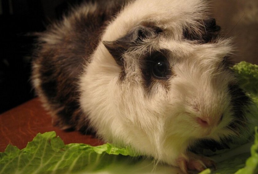 Салатные листья для морских свинок