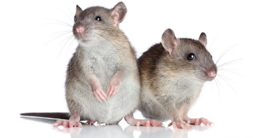 Пара мышей Пара мышей