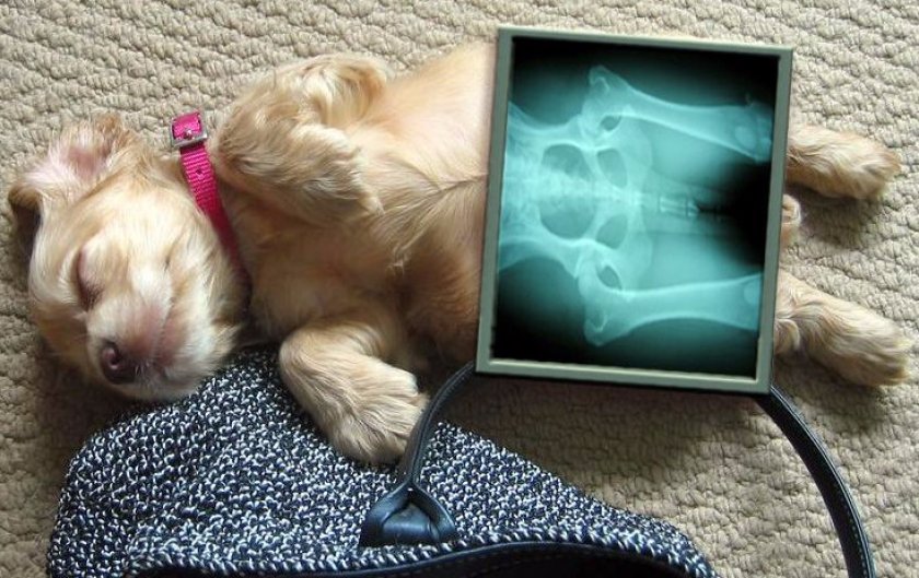 Болезни домашних питомцев