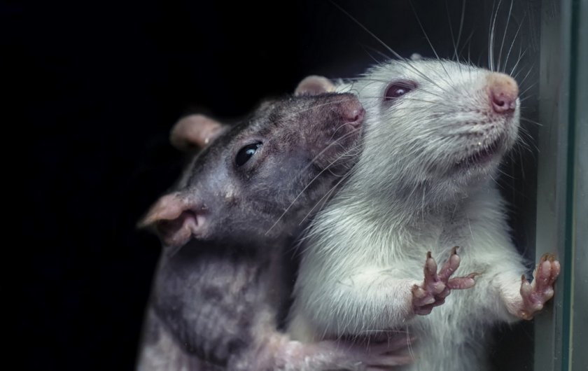 Мышиная пара Мышиная пара