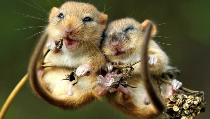 Мышиная пара Мышиная пара