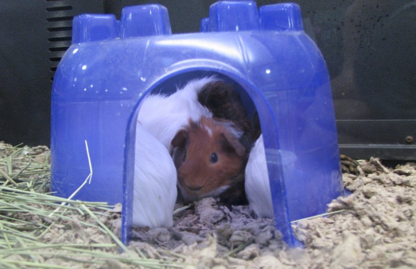 Домик из пластика