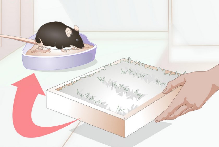 Приручение крысы к лотку