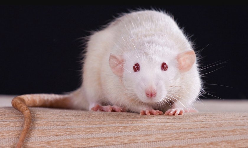 Белая крыса
