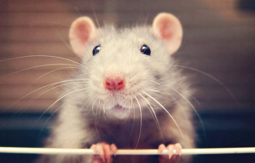 Домашняя крыса
