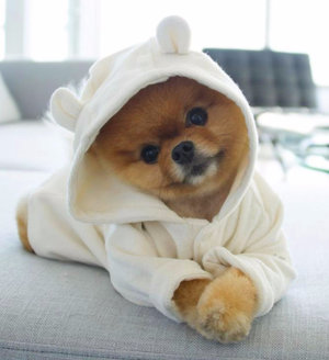 Померанский шпиц медвежьего типа