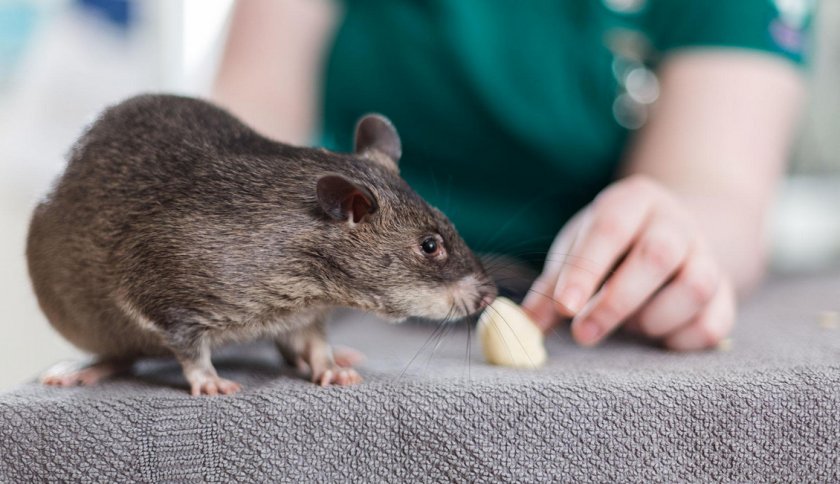 Угощение для крысы при дрессировке