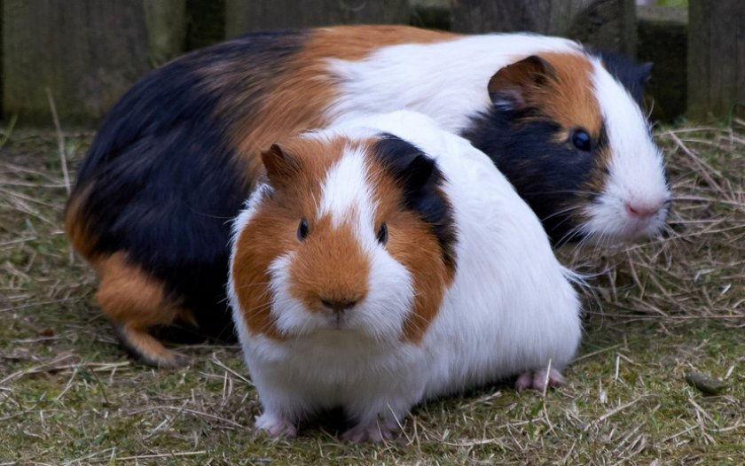 Морские свинки