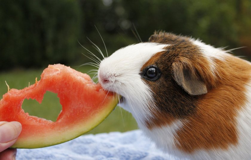 Морская свинка кушает