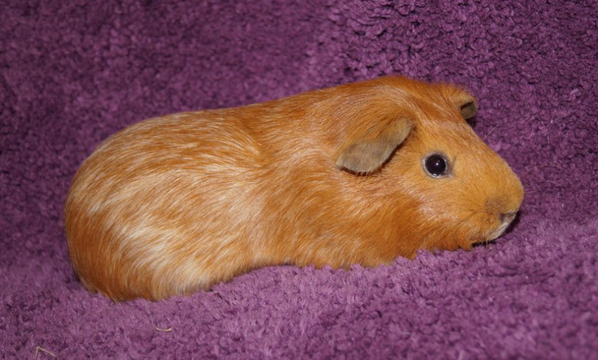 Рыжая морская свинка