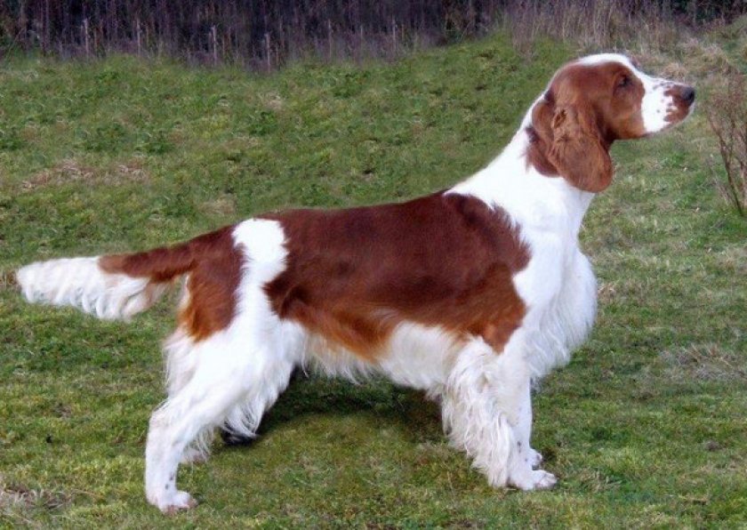 Вельш-спрингер Вельш-спрингер
