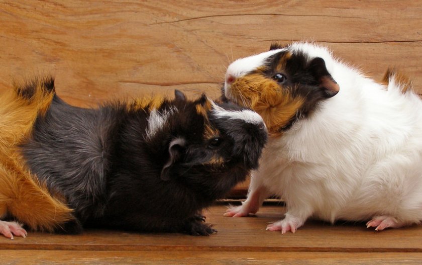 Драка между морскими свинками