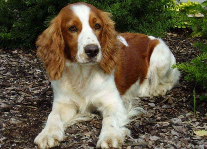 Вельш-спрингер Вельш-спрингер