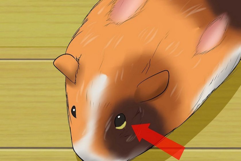 Инфекция в глазах грызуна