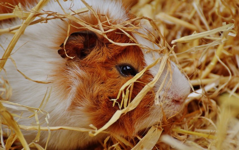 Аллергия на сено