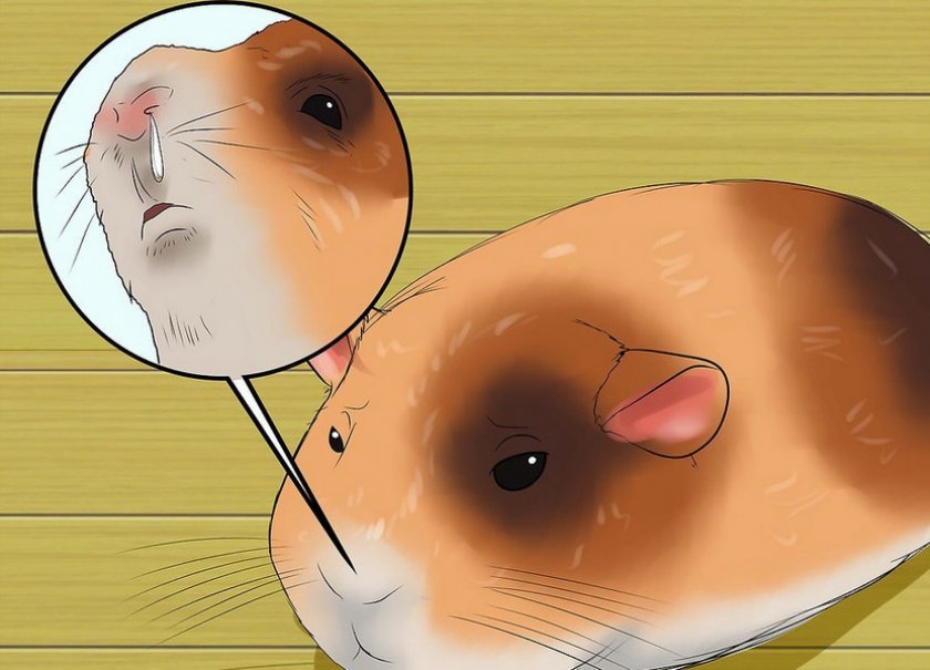 Насморк у кейви