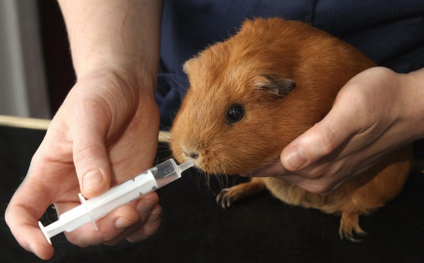 Лечение морской свинки