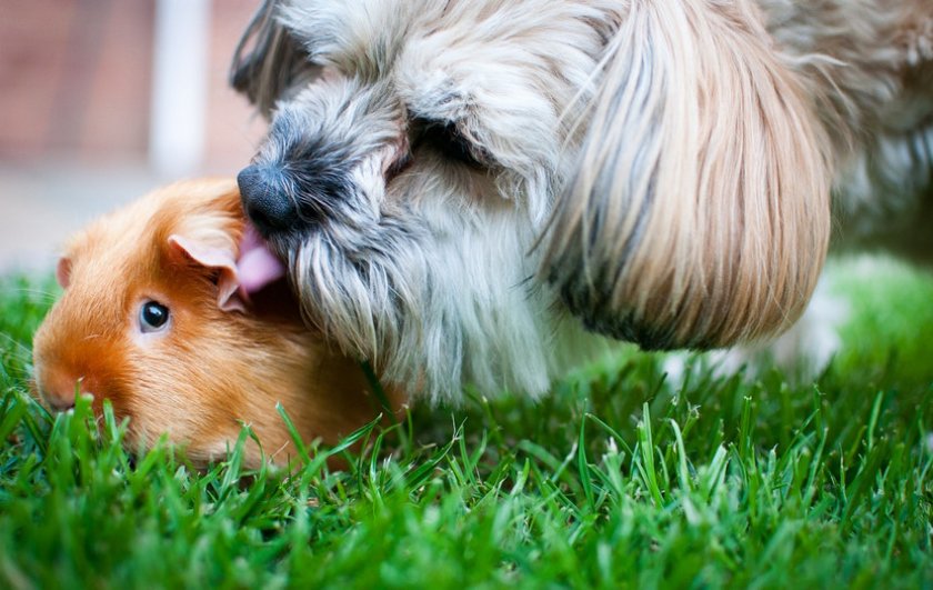 Собака и морская свинка