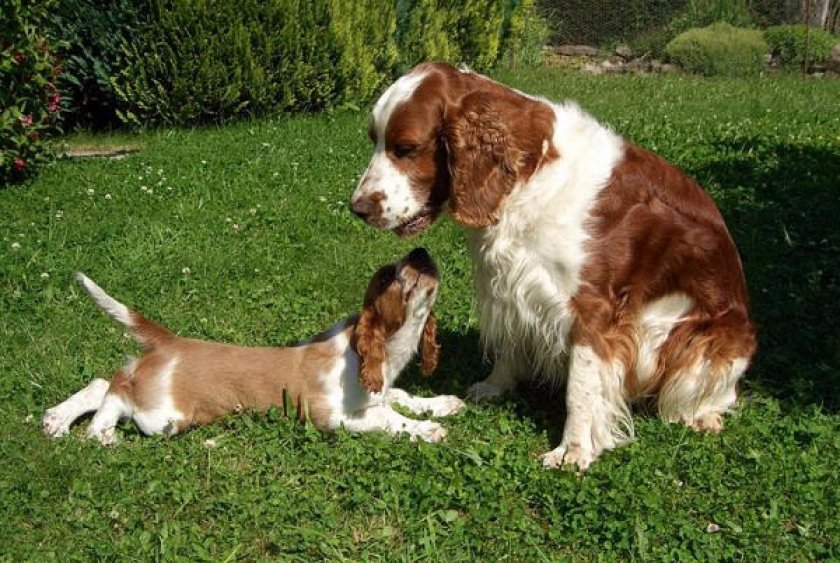 Вельш-спрингер Вельш-спрингер