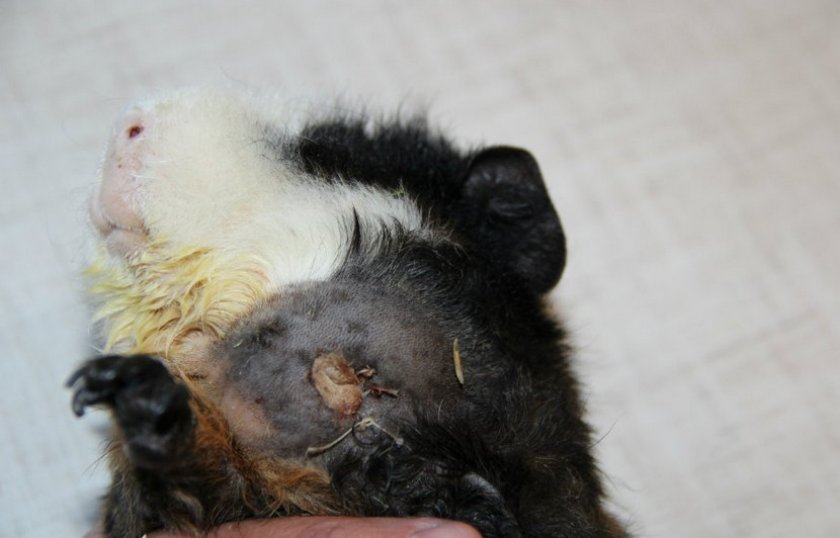 Абцесс у морской свинки