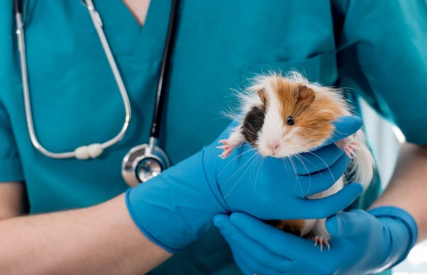 Пневмония у морской свинки