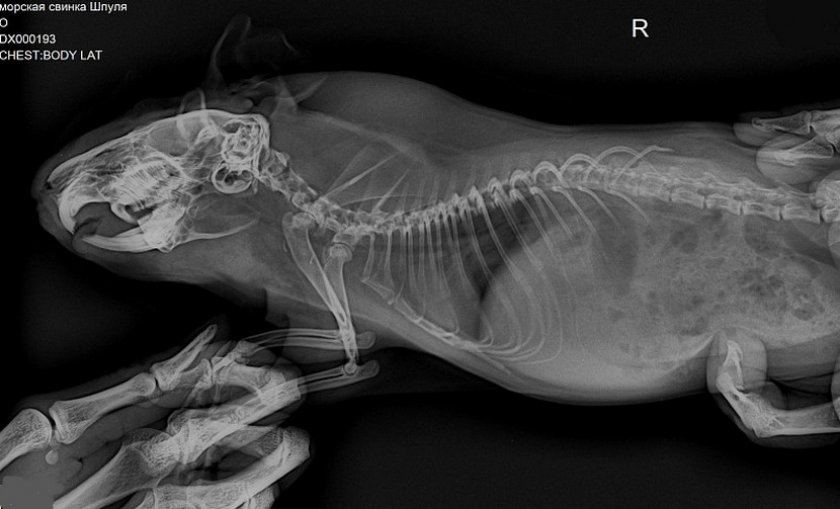 Рентген морской свинки