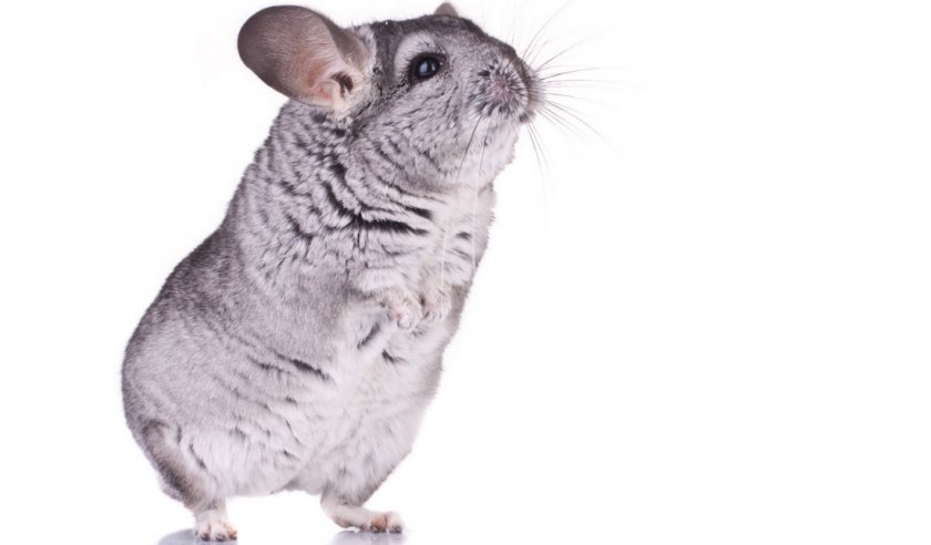 Шиншилла на задних лапках