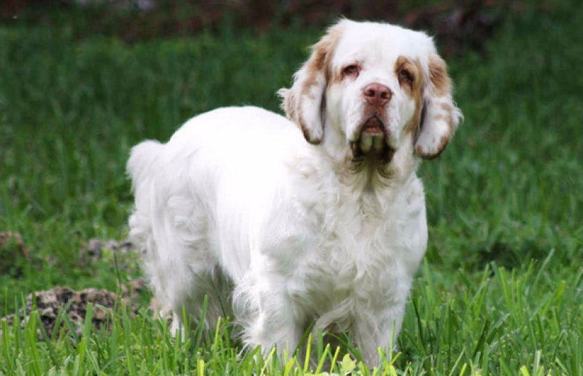 Кламбер Кламбер