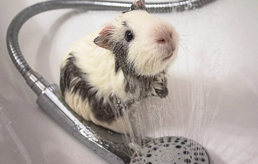 Купание морской свинки