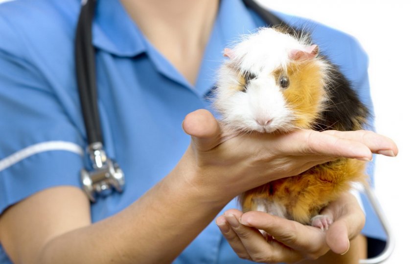 Морская свинка у ветеринара