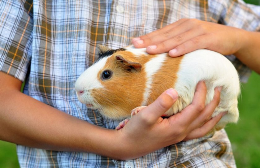 Морская свинка на руках