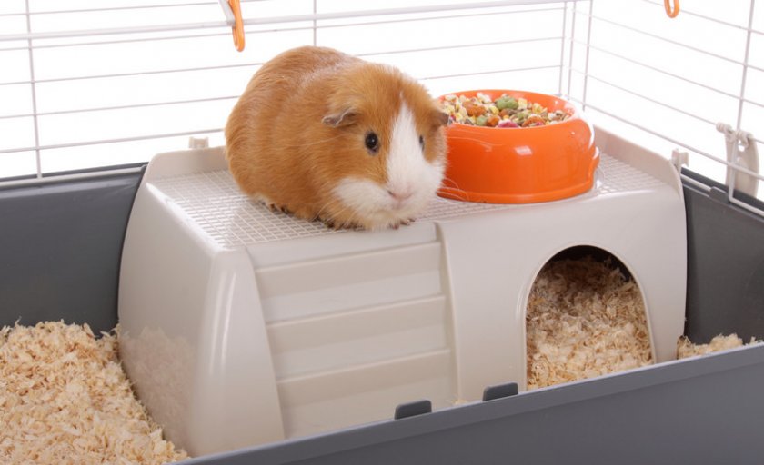 Личное пространство грызуна