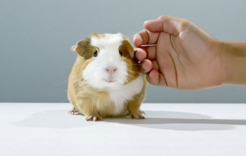 Психологические особенности кейви