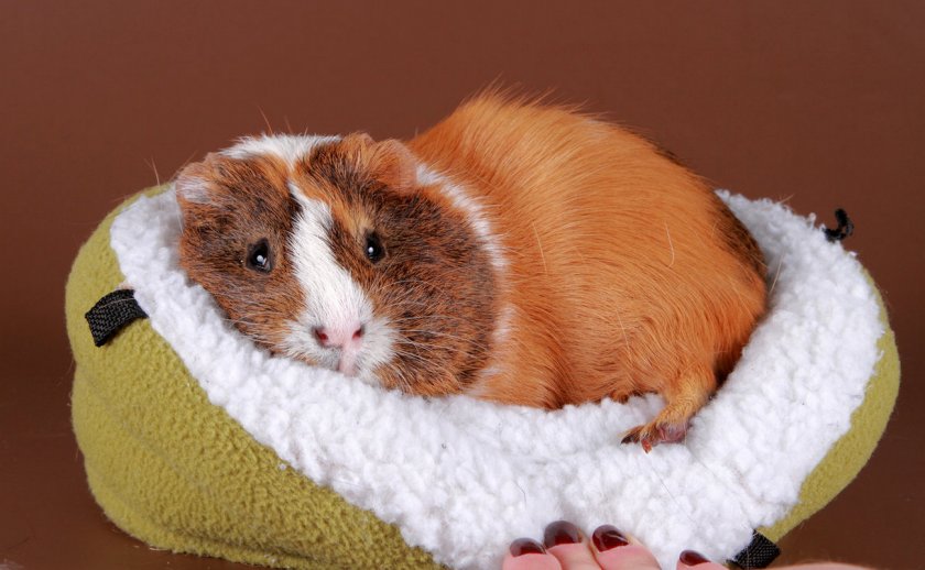 Морская свинка